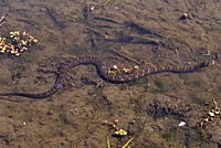 Northern Watersnake