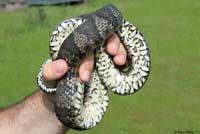 Northern Watersnake