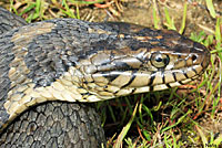 Northern Watersnake