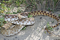 Sonoran Gopher Snake