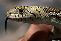 Sonoran Gopher Snake