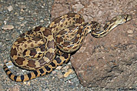 Sonoran Gopher Snake