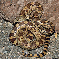 Sonoran Gopher Snake