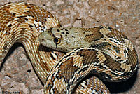 Sonoran Gopher Snake