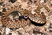 Sonoran Gopher Snake