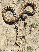 Sonoran Gopher Snake