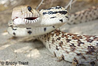 Sonoran Gopher Snake