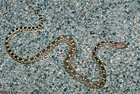 Sonoran Gopher Snake