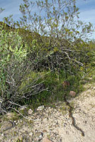 Sonoran Gophersnake