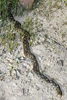 Sonoran Gopher Snake