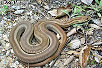 San Diego Gopher Snake