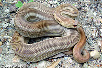 San Diego Gopher Snake