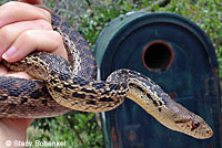 San Diego Gopher Snake