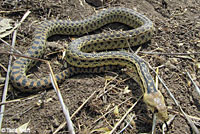 San Diego Gopher Snake