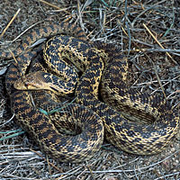 San Diego Gopher Snake