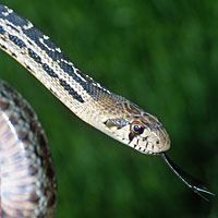 San Diego Gopher Snake