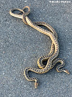 Gophersnakes