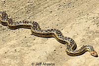 San Diego Gopher Snake