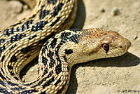 San Diego Gopher Snake