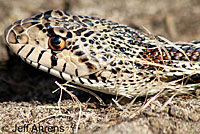 San Diego Gopher Snake