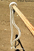 San Diego Gopher Snake