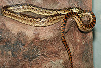 San Diego Gopher Snake