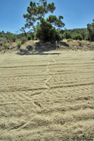 San Diego Gopher Snake