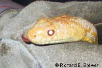 San Diego Gopher Snake