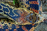 San Diego Gopher Snake