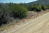 San Diego Gopher Snake