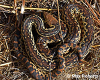 San Diego Gopher Snake