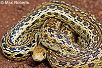 San Diego Gopher Snake