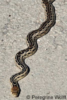 San Diego Gopher Snake