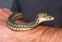 San Diego Gopher Snake