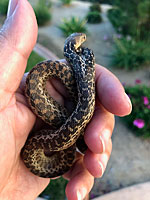 San Diego Gopher Snake