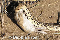 Great Basin Gopher Snake