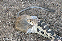 Great Basin Gopher Snake