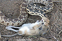 Great Basin Gopher Snake