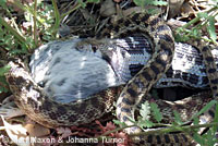 San Diego Gopher Snake