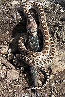 Pacific Gopher Snake