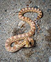 Great Basin Gopher Snake