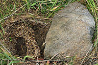 Pacific Gopher Snake