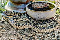 Great Basin Gopher Snake