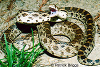 Pacific Gopher Snake