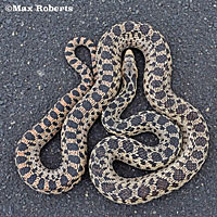 Great Basin Gopher Snake