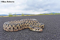 Great Basin Gopher Snake