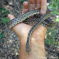 Santa Cruz Island Gopher Snake