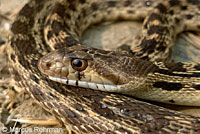 Pacific Gopher Snake