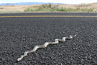 Great Basin Gopher Snake