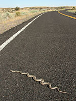 Great Basin Gopher Snake